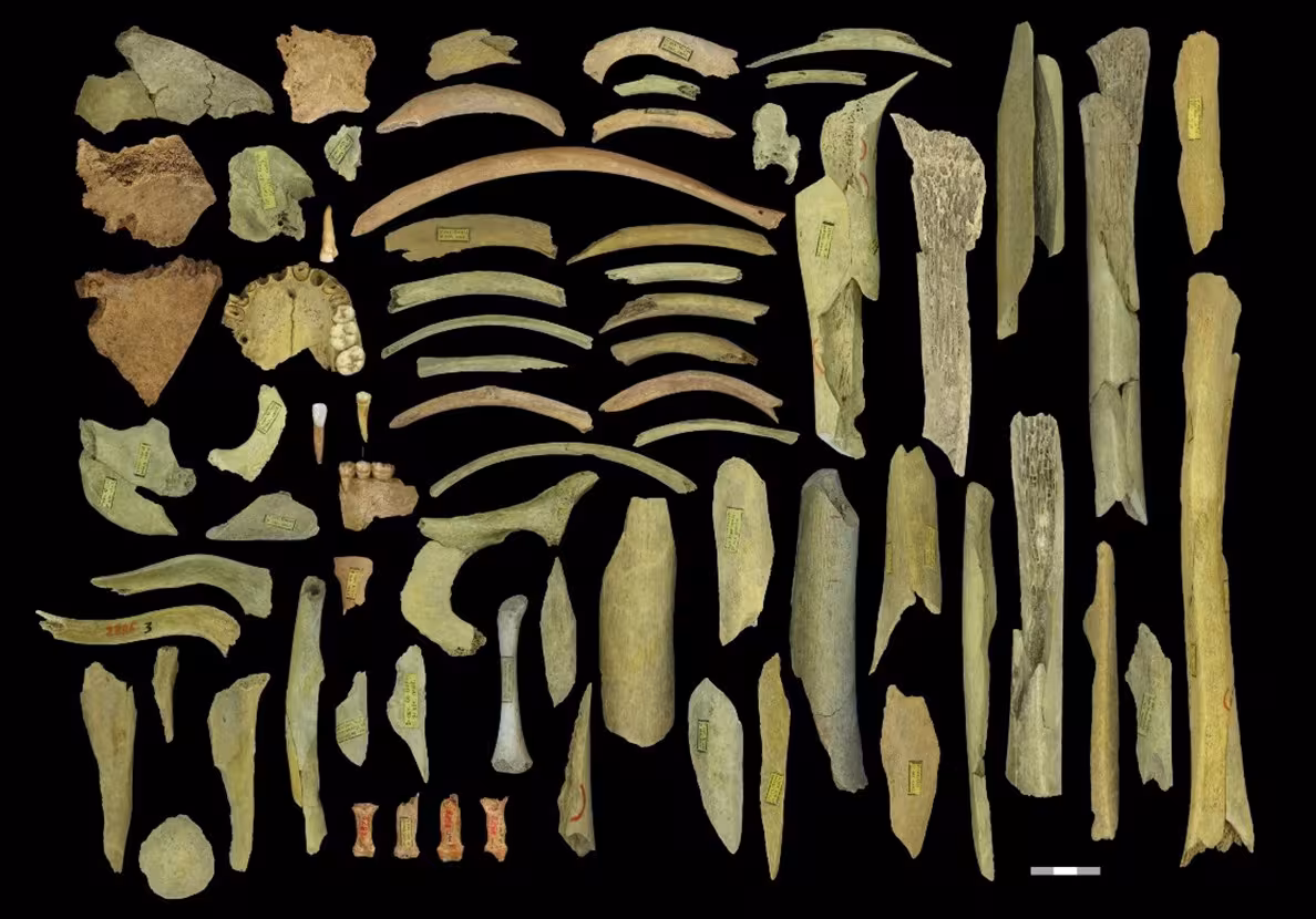 A collection of Neanderthal skeletal remains found in the Goyet Cave in Belgium; three of them are examined in this study. 
