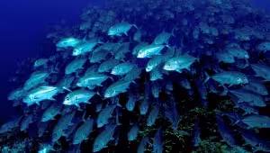 How do collectives make decisions?