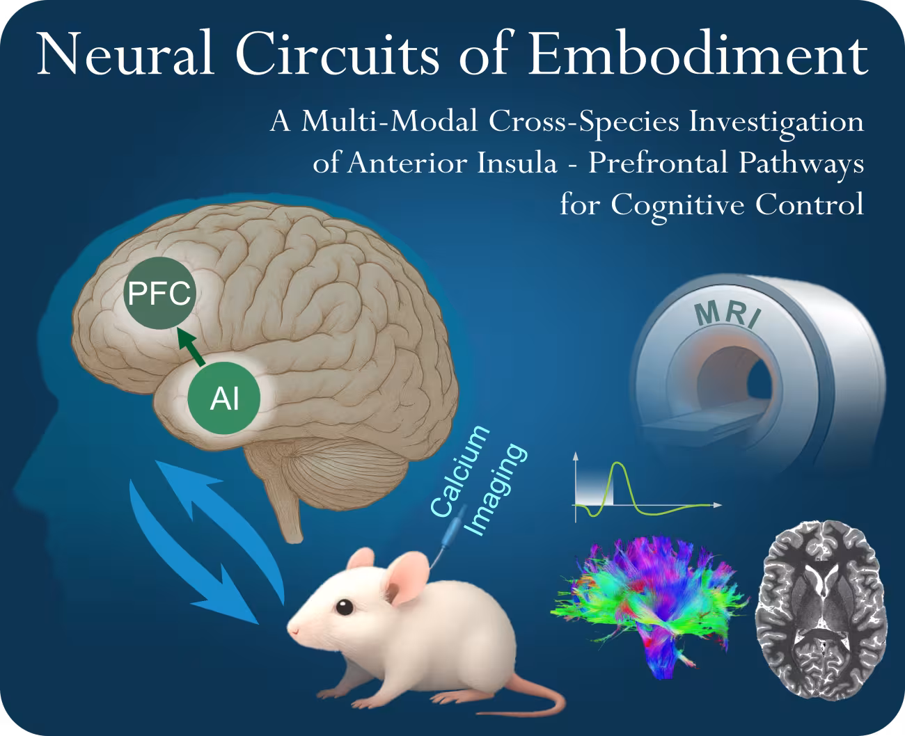 Grafik zum WIN-Forschungsprojekt „Neural Circuits of Embodiment“. Abgebildet sind ein menschliches Gehirn sowie eine Maus, die über Pfeile mit diesem verbunden ist, eine MRT-Röhre und verschiedene Bilder aus bildgebenden Verfahren.